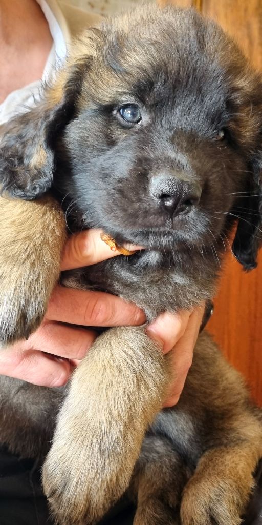 Du Clos Des Kharites - Chiots disponibles - Leonberger