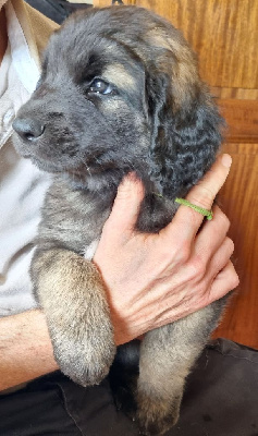 CHIOT 3 - collier vert