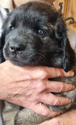 CHIOT 5 collier rouge