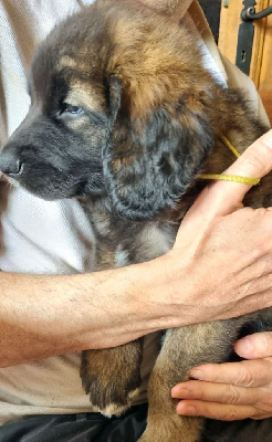 CHIOT 4 - collier jaune