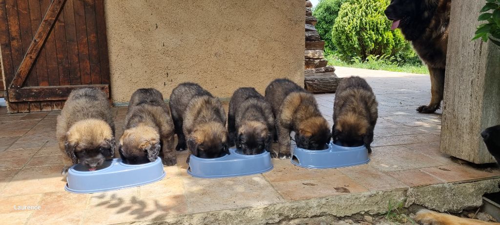 Chiot Leonberger Du Clos Des Kharites