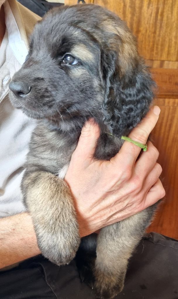 Du Clos Des Kharites - Chiots disponibles - Leonberger
